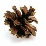 fir_cone