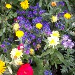 Common Growth bountiful flora