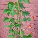 Common Growth beans - what have they started?