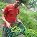 broad bean harvest_small broad bean harvest_small