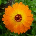 orange flower_small orange flower_small