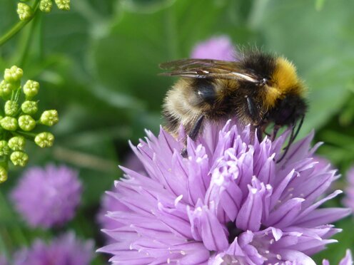 Busy Bees at Common Growth