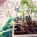 sunflower video