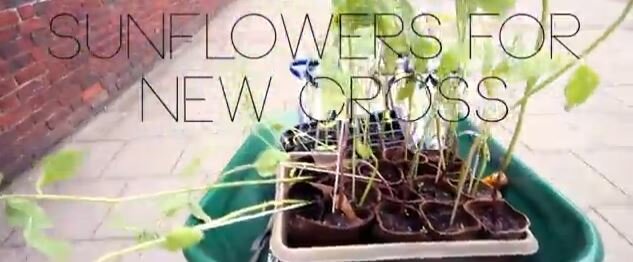 Sunflower video
