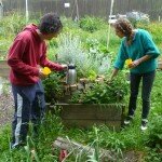 picking herbs for tea